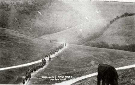 millington pastures
